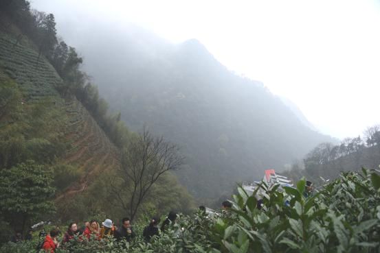 黃山區(qū)導(dǎo)游協(xié)會(huì)探尋太平猴魁生長之源.jpg