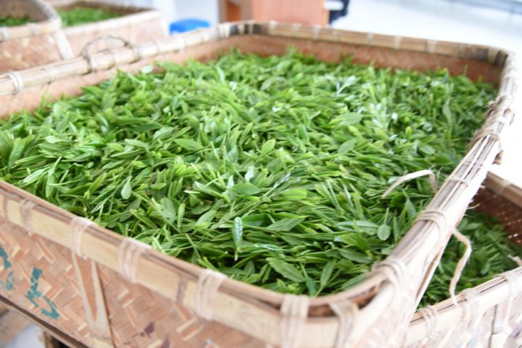 太平猴魁是最大、最好、最珍貴的茶.jpg