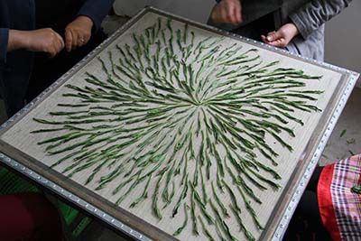 太平猴魁開(kāi)園開(kāi)采.jpg