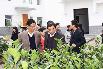 安徽省省、市政協(xié)委員視察六百里猴魁公司野茶谷.jpg
